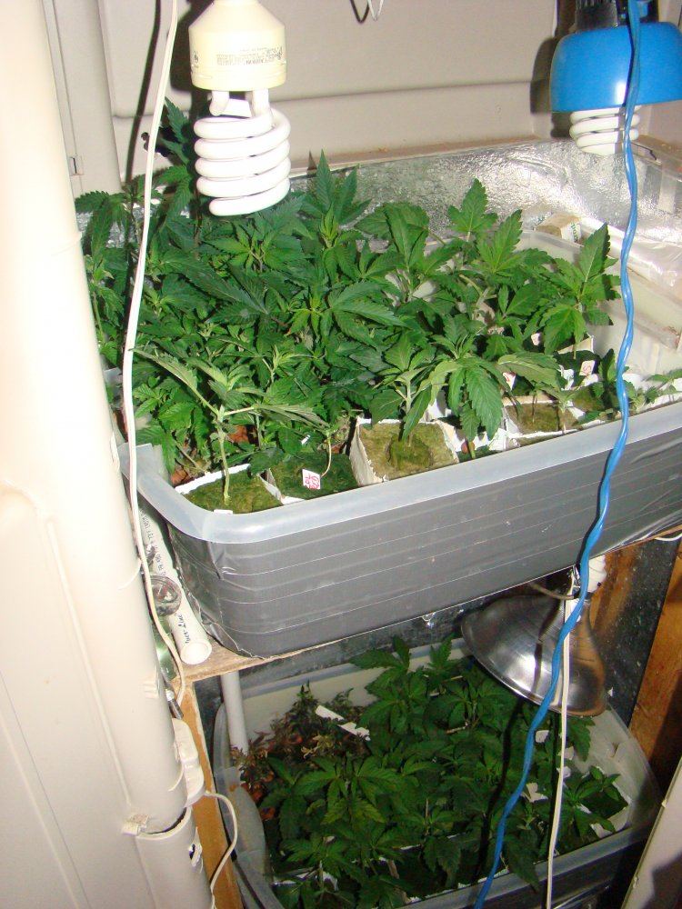 Test grows and more 2
