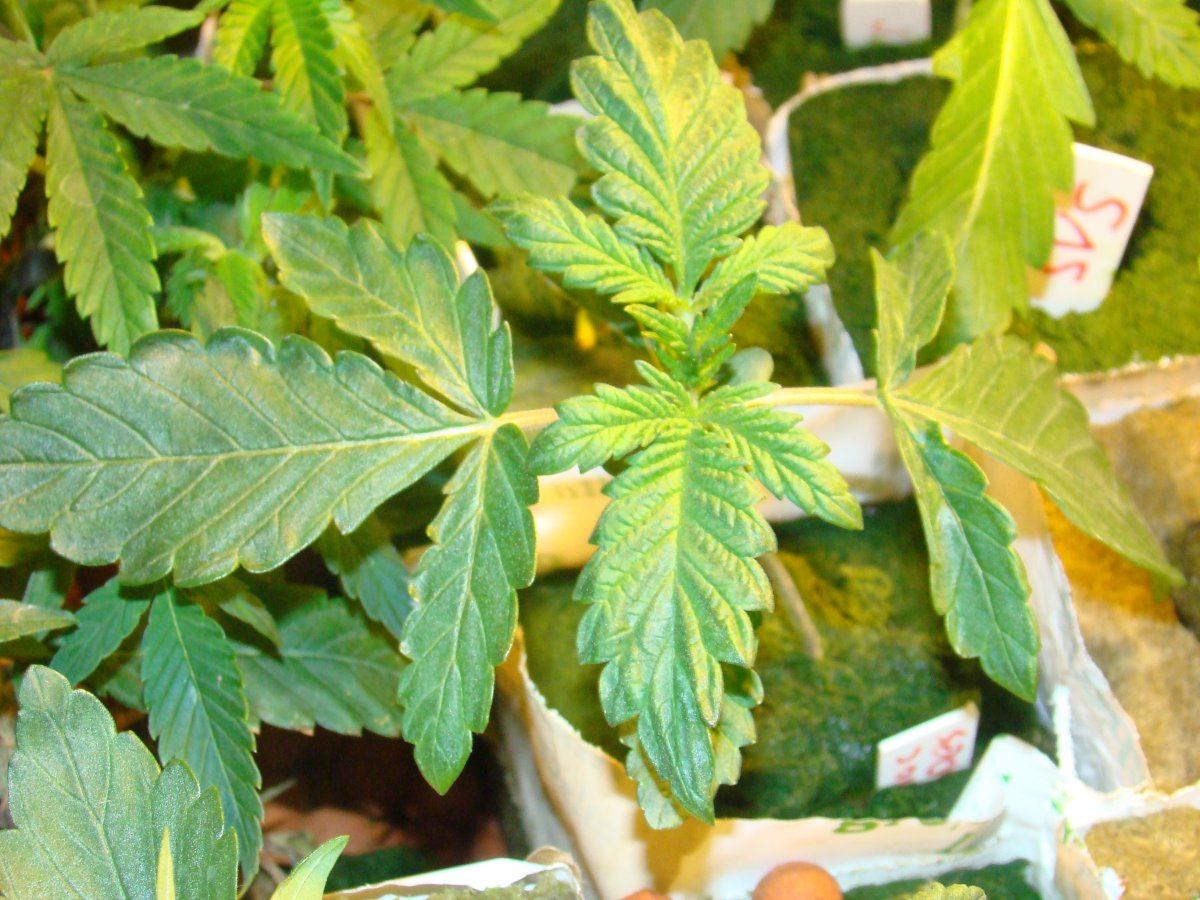 Test grows and more