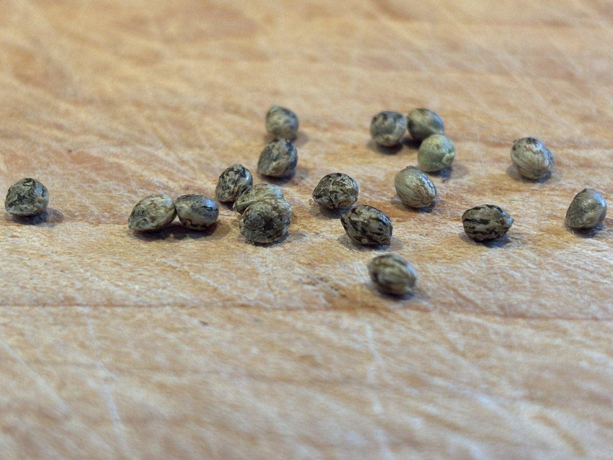 Test nug 1