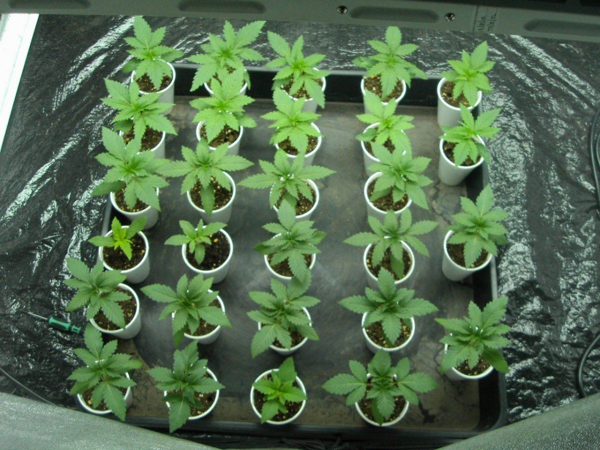 TESTER BEANS 004