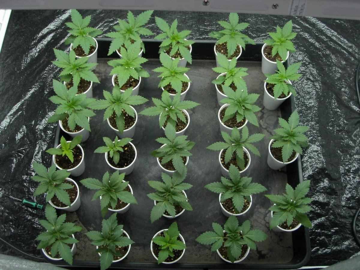 TESTER BEANS 006