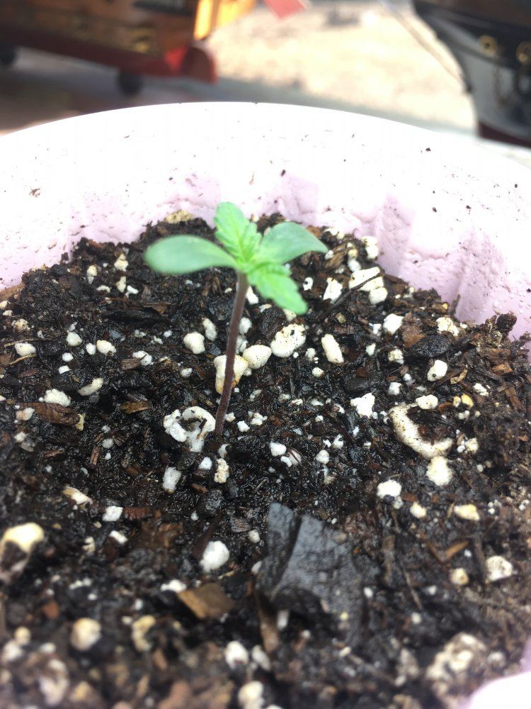 Tester seed grow