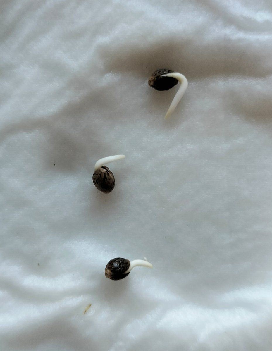 Tester seeds from tenguseedco death coast diesel x madmartigan and super silver haze x oaxaca