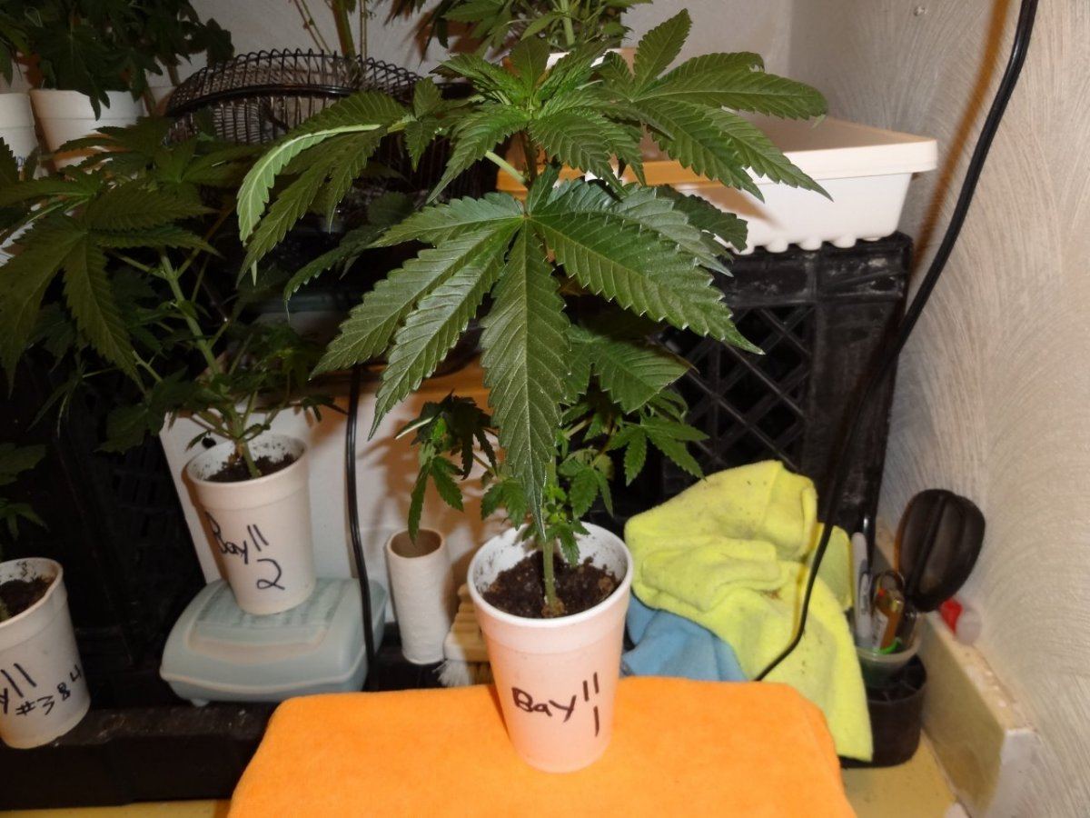 Tester update 019