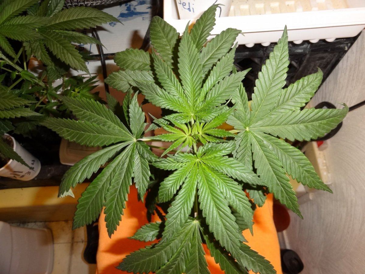 Tester update 020