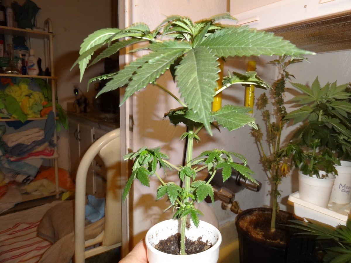 Tester update 022