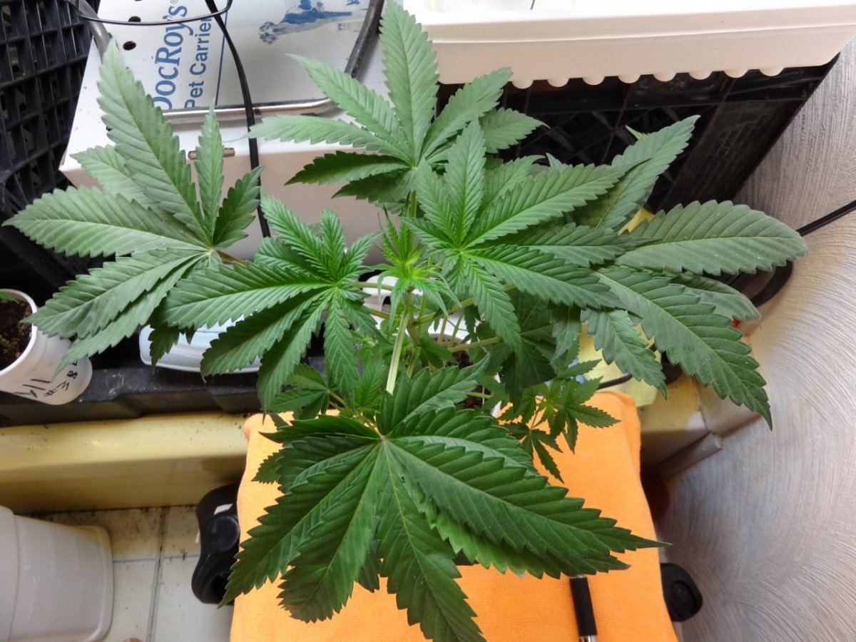 Tester update 024