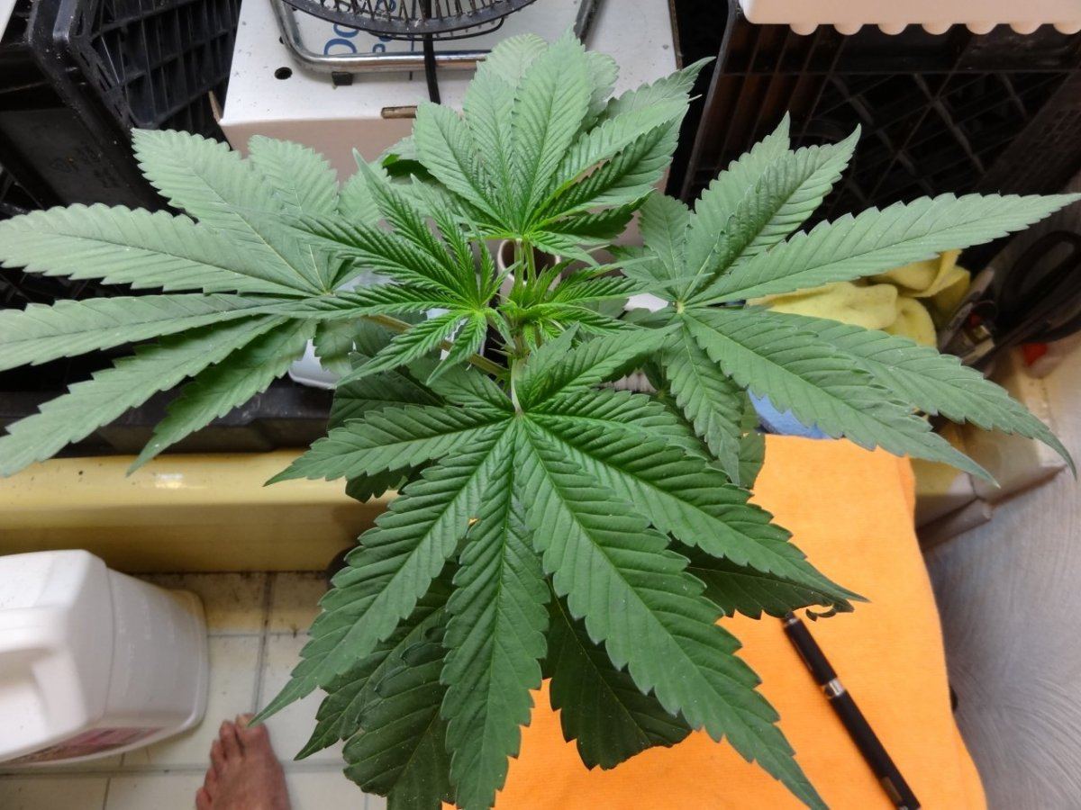 Tester update 028