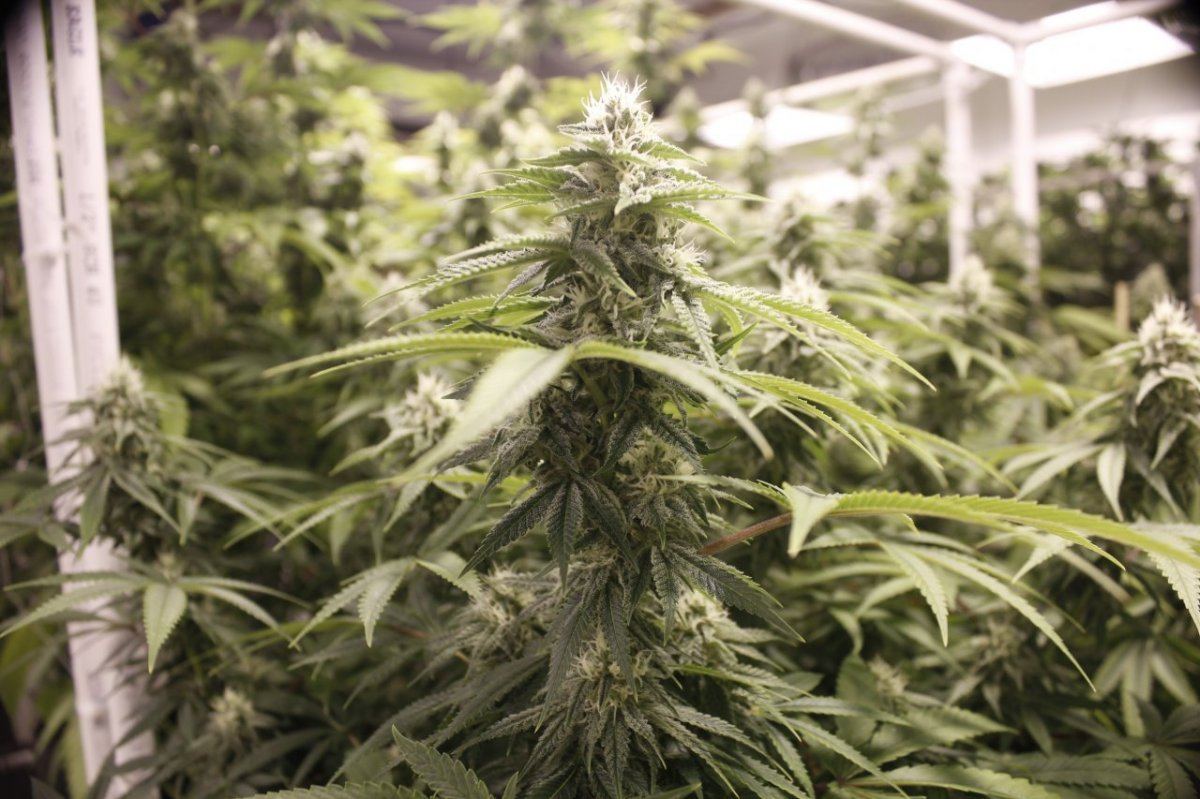 TGA Chernobyl 30 days