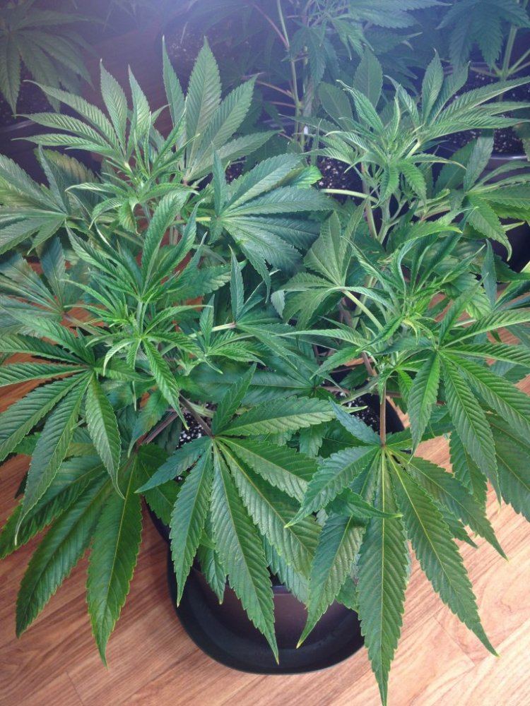 Tga genetics querkle 3