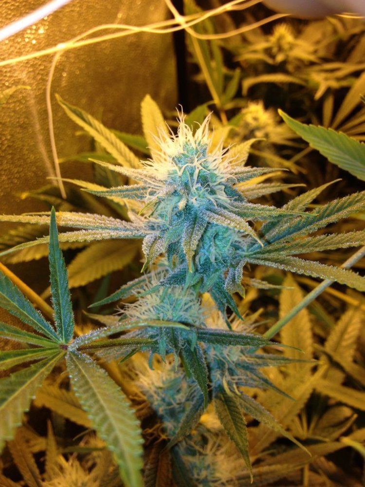 Tga genetics querkle 4
