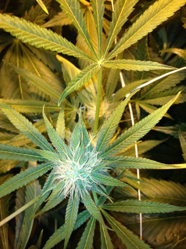 Tga genetics querkle 5