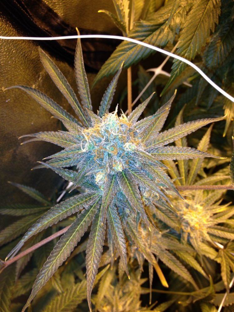 Tga genetics querkle 6
