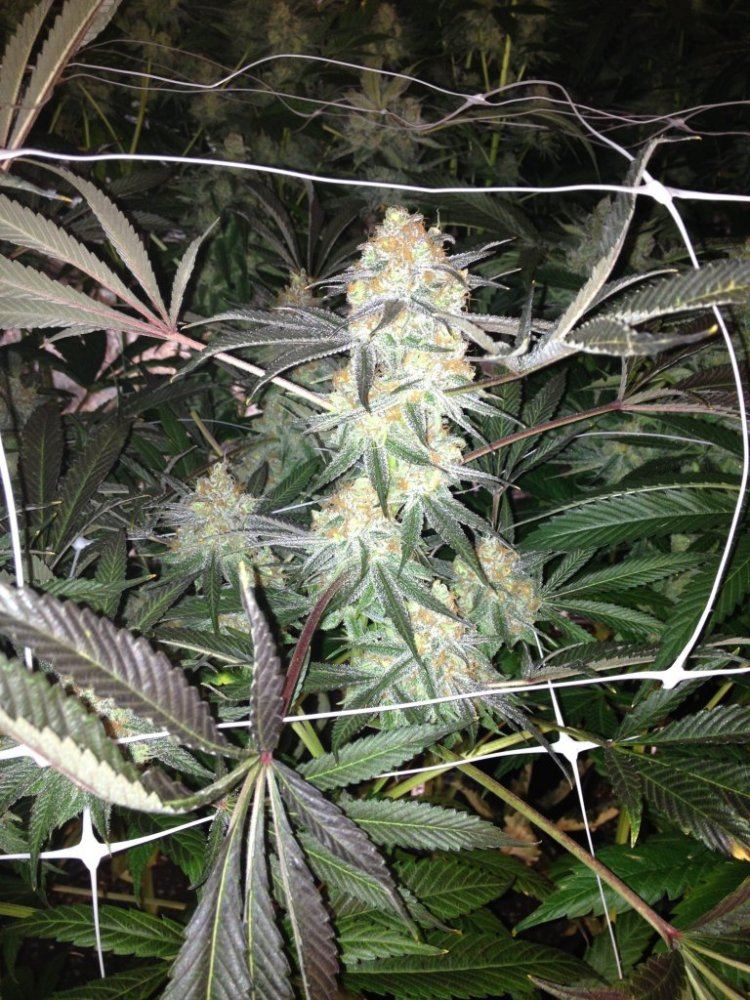Tga genetics querkle 7