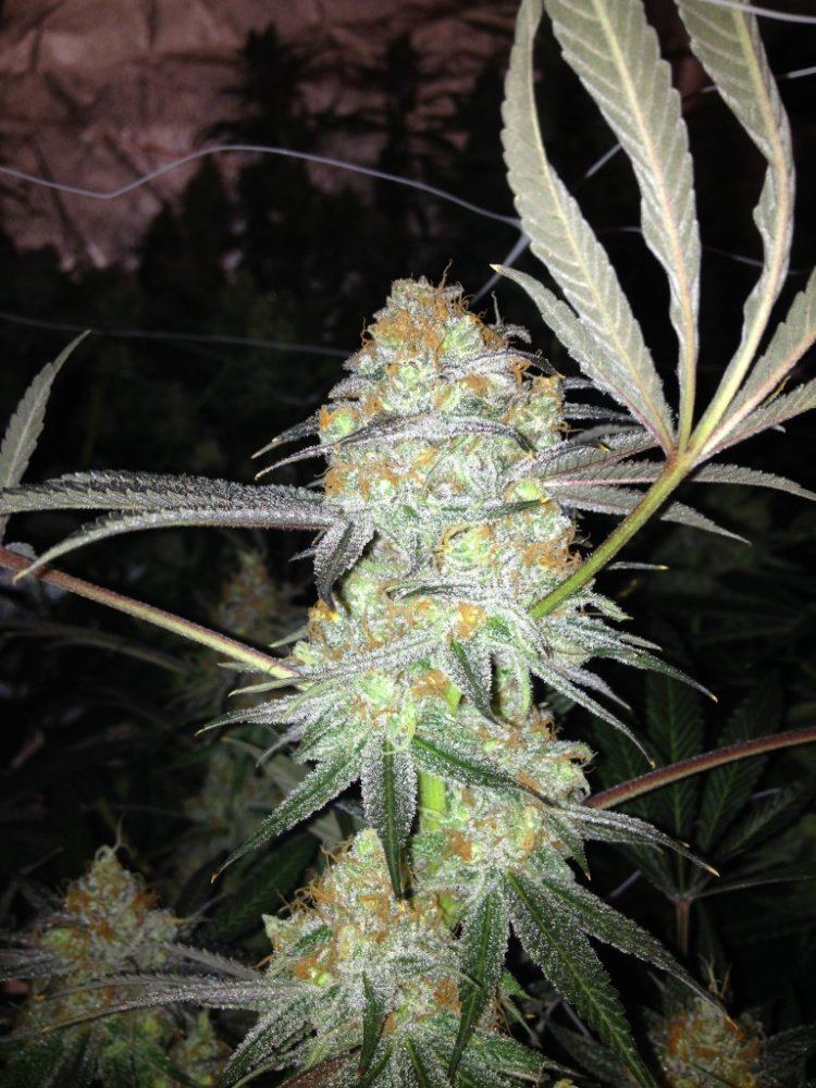 Tga genetics querkle 8
