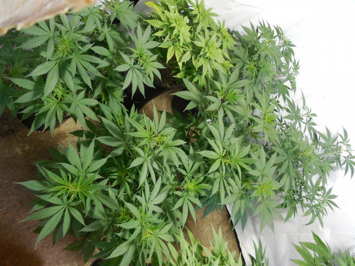 Tga subcool 8 strain grow 2