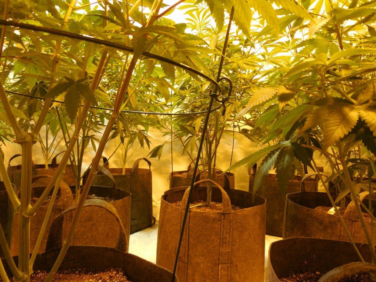 Tga subcool 8 strain grow 3