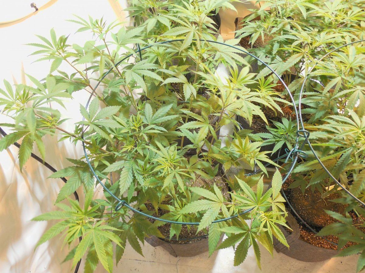 Tga subcool 8 strain grow 4