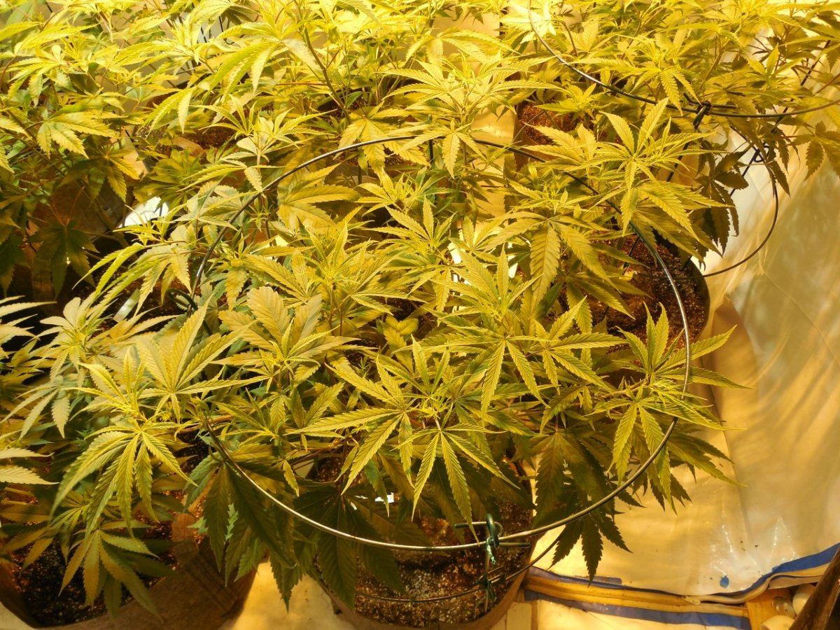Tga subcool 8 strain grow 5