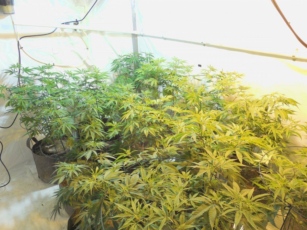 Tga subcool 8 strain grow 6