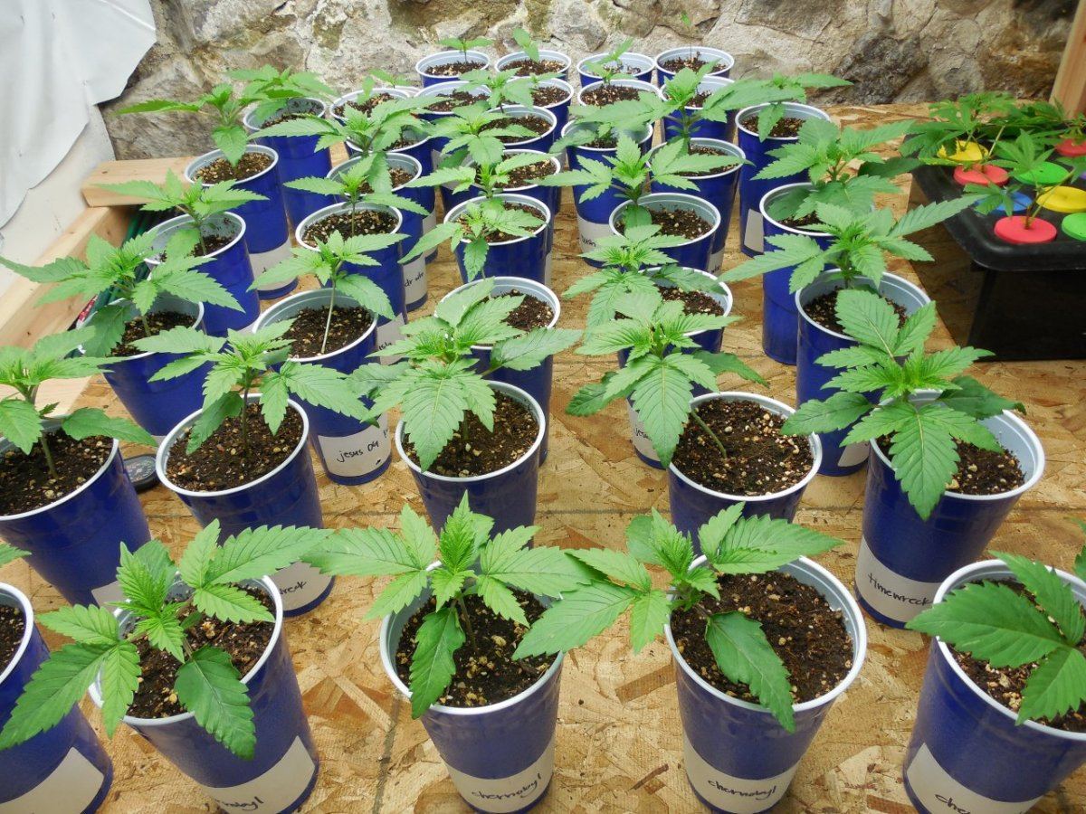 Tga subcool 8 strain grow