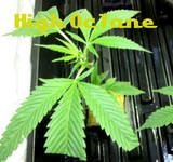 Th IMG 2087