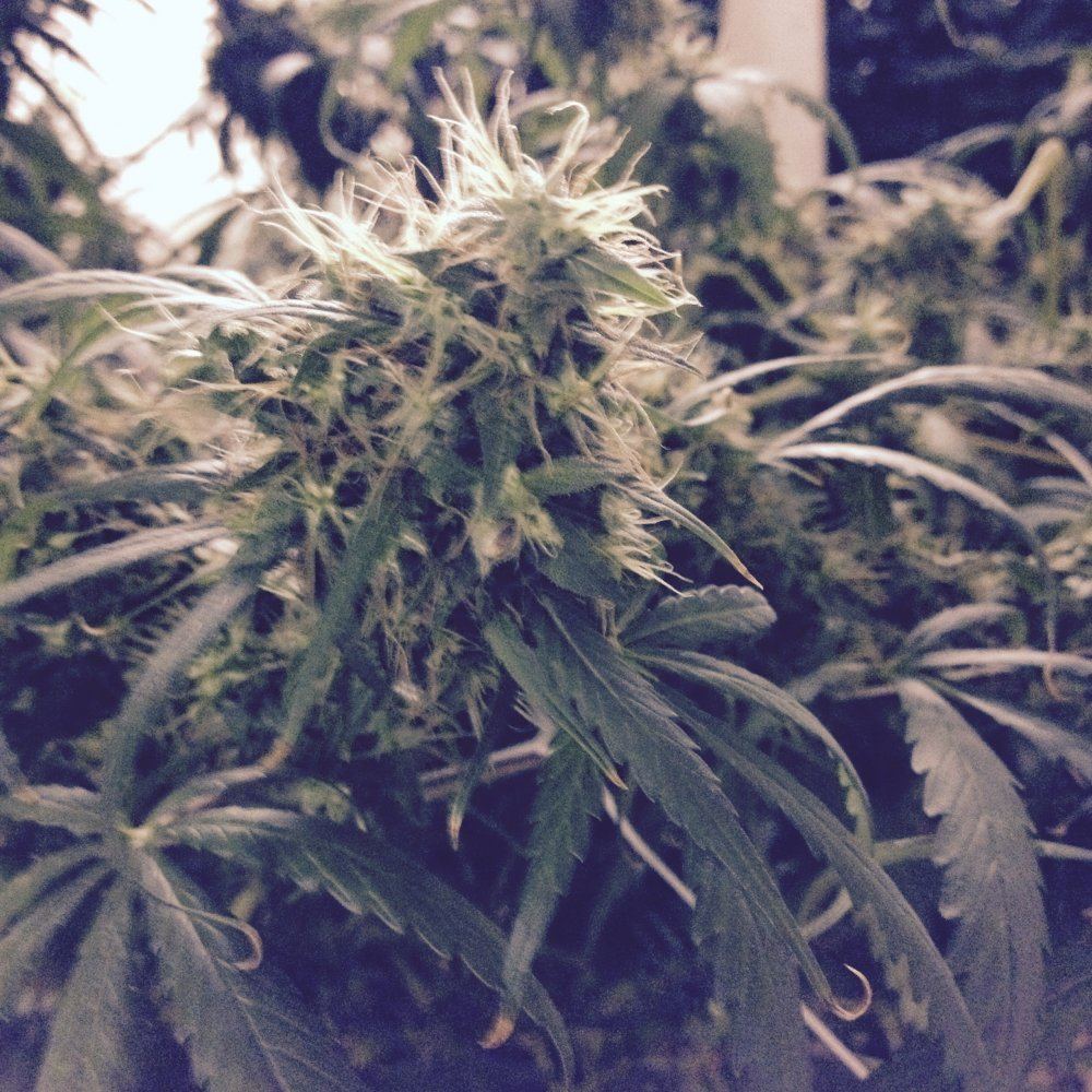 Thai cola