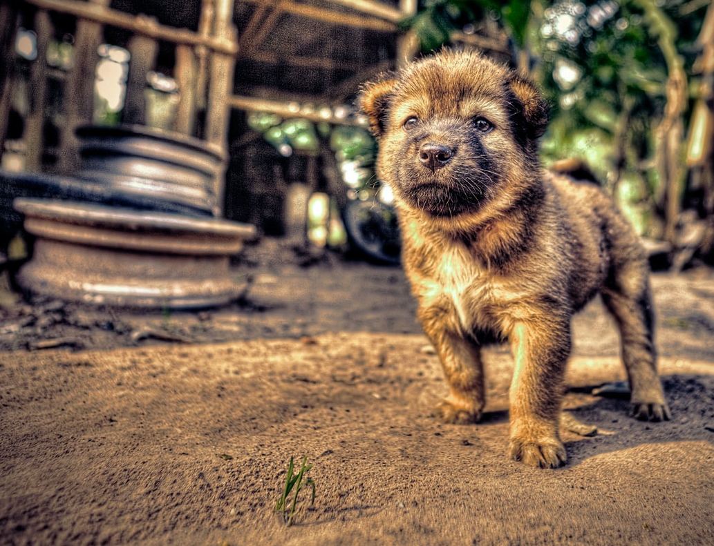 Thai