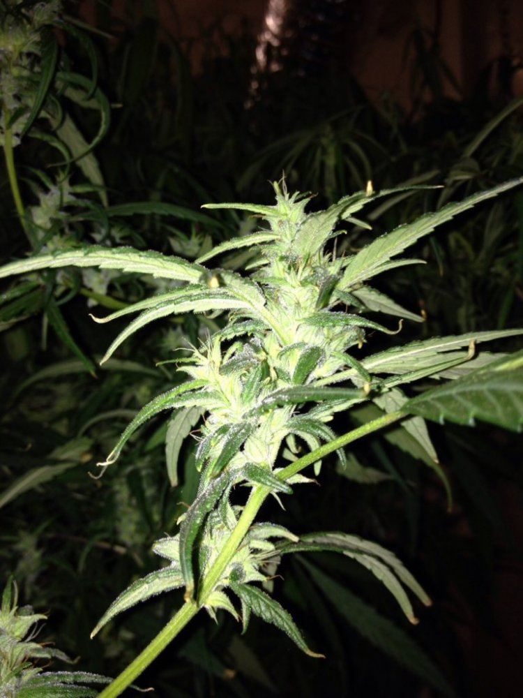 Thai small
