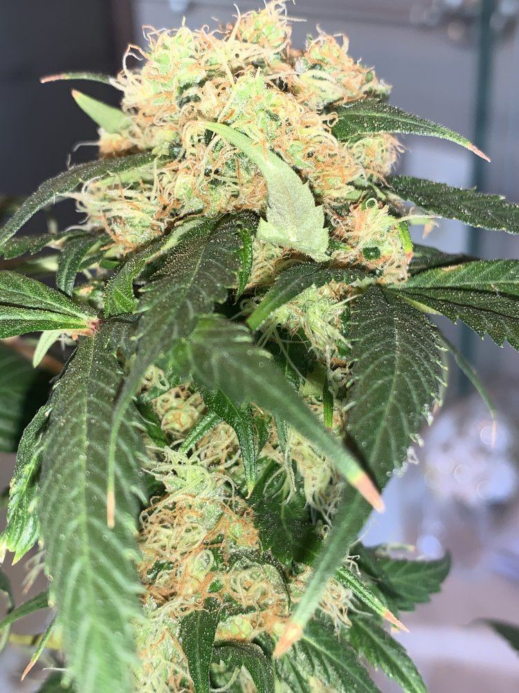 Thanks for helping me w a successful 1st grow enjoy my pics 13