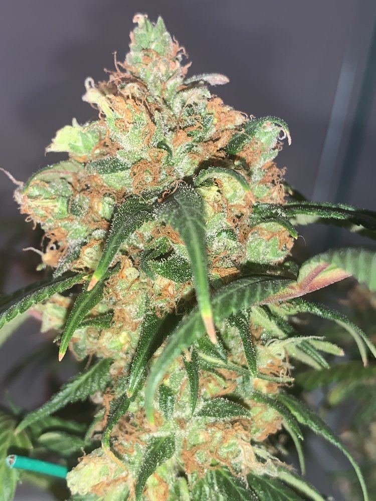 Thanks for helping me w a successful 1st grow enjoy my pics 3