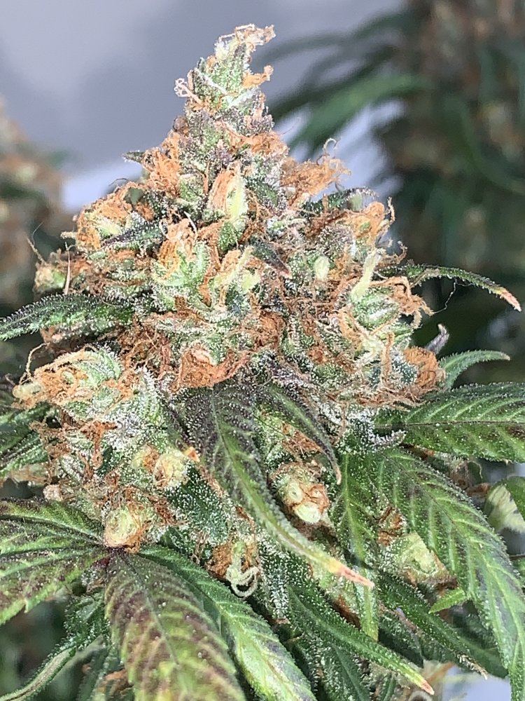 Thanks for helping me w a successful 1st grow enjoy my pics 8
