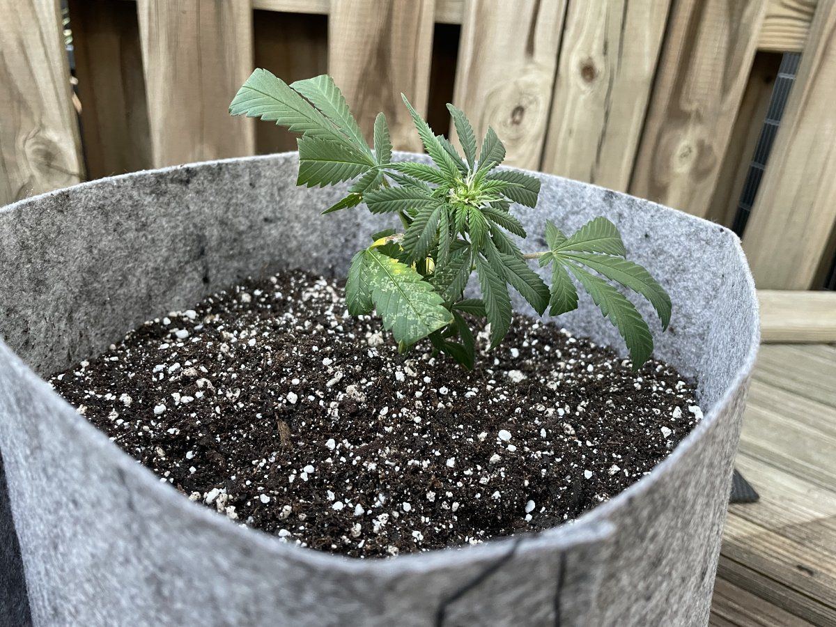 THC Bomb CLONES 08 26 2023 11