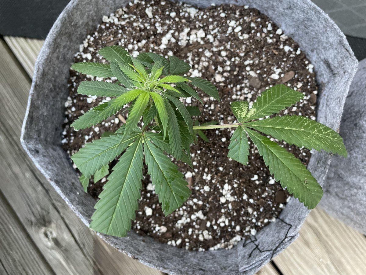 THC Bomb CLONES 08 26 2023 12