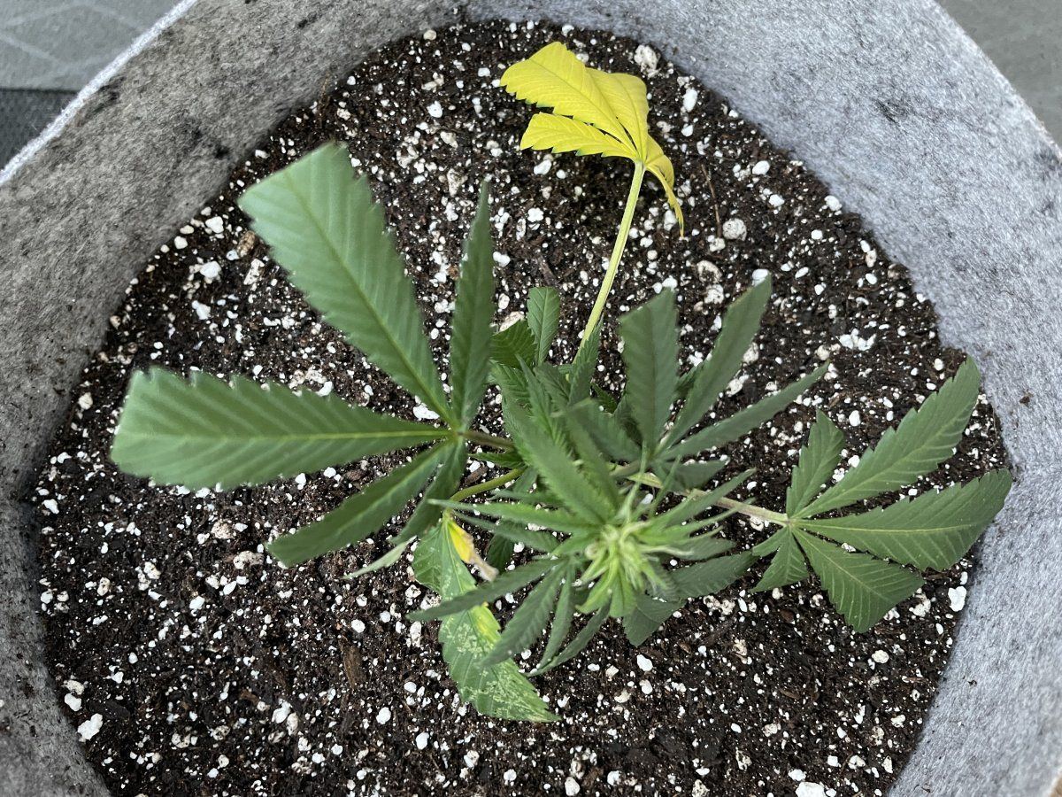 THC Bomb CLONES 08 26 2023 13