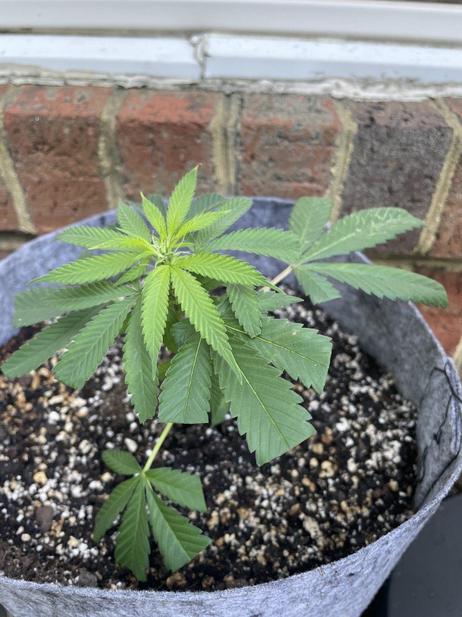 THC Bomb CLONES 08 30 2023 03