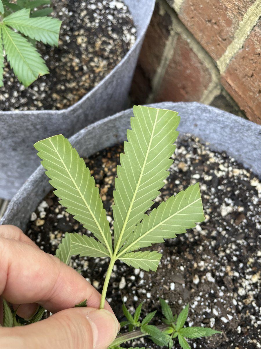 THC Bomb CLONES 08 30 2023 04