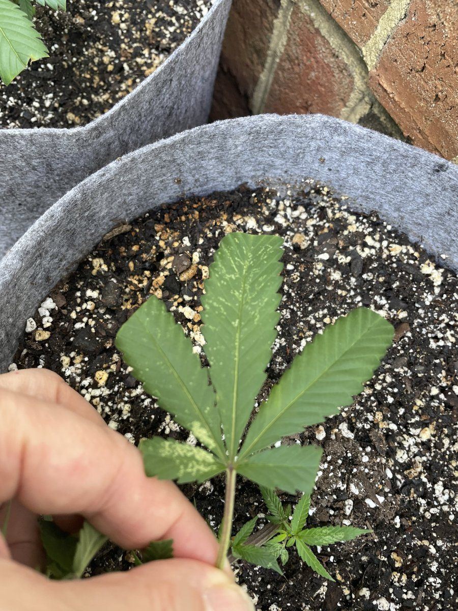 THC Bomb CLONES 08 30 2023 05