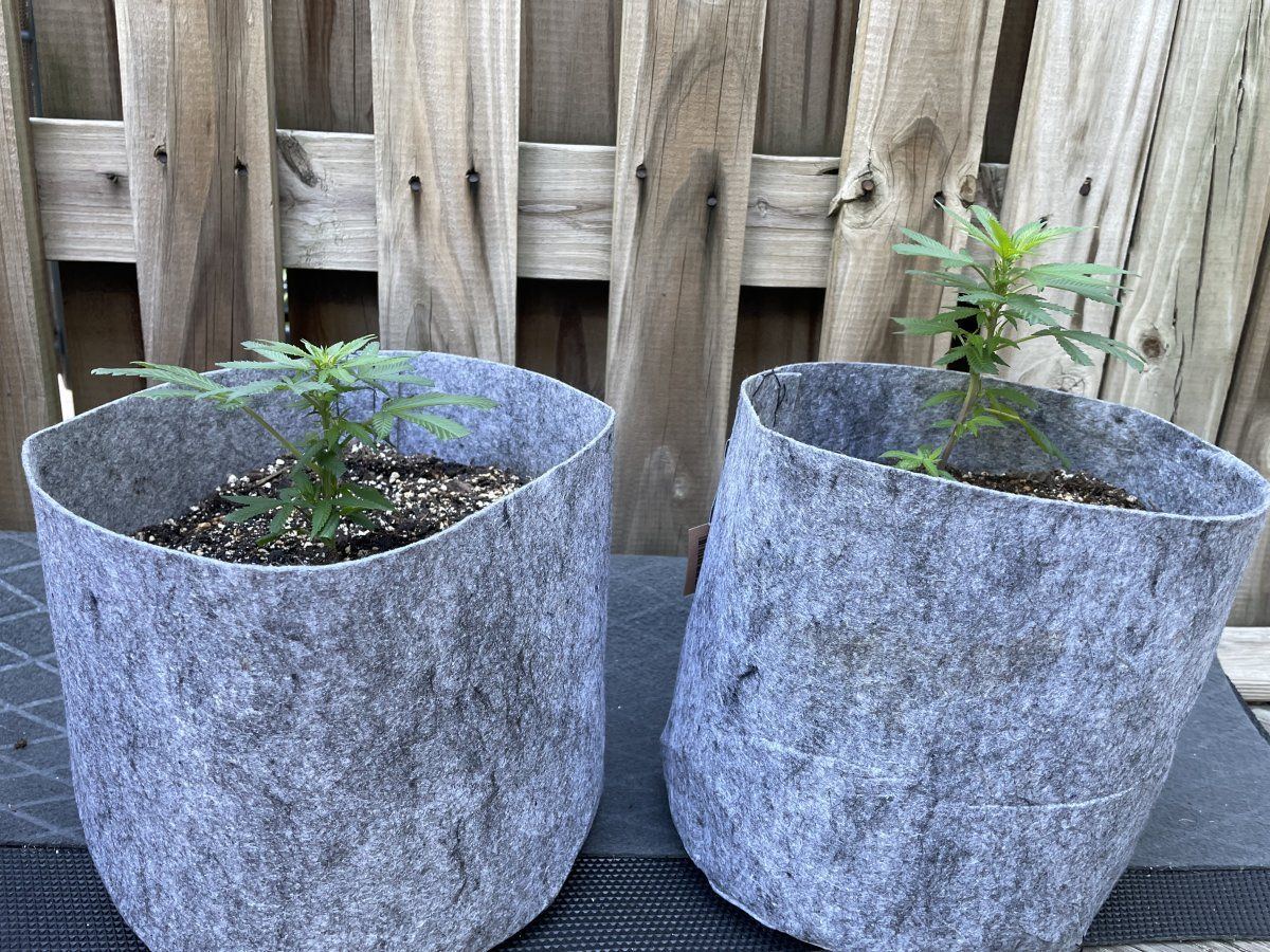 THC Bomb CLONES 09 02 2023 02