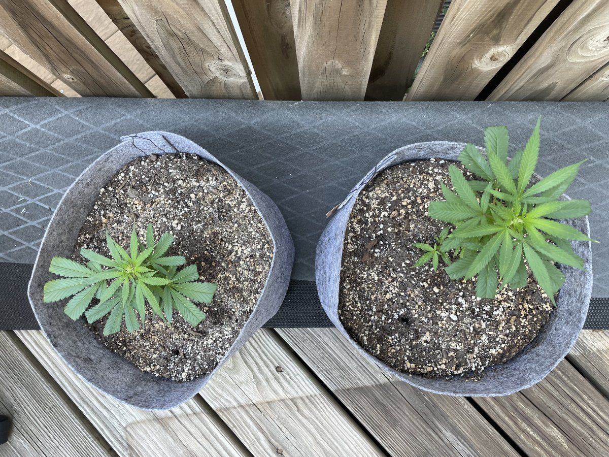 THC Bomb CLONES 09 04 2023 01