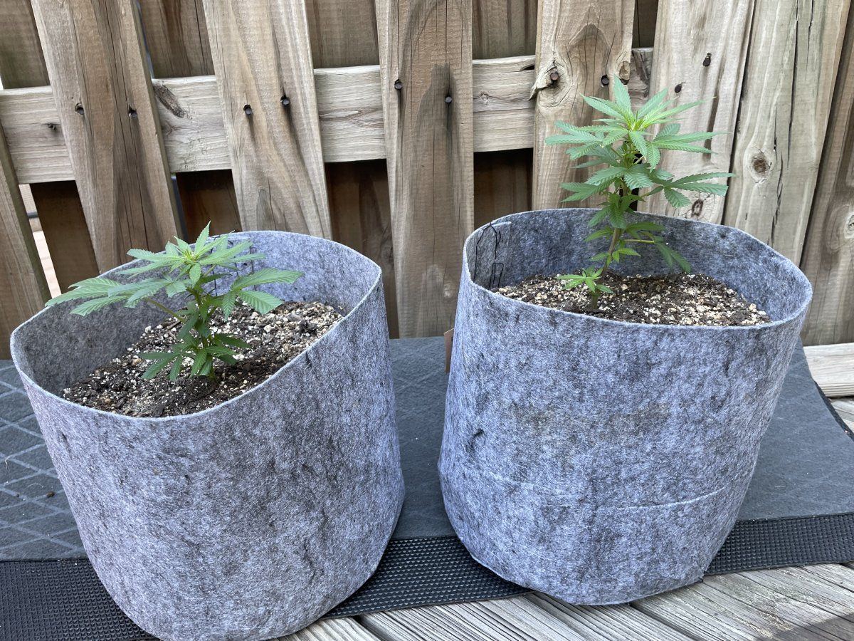 THC Bomb CLONES 09 04 2023 02