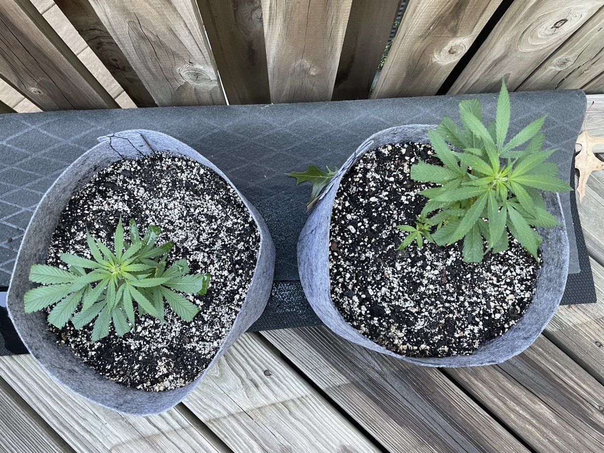 THC Bomb CLONES 09 06 2023 01