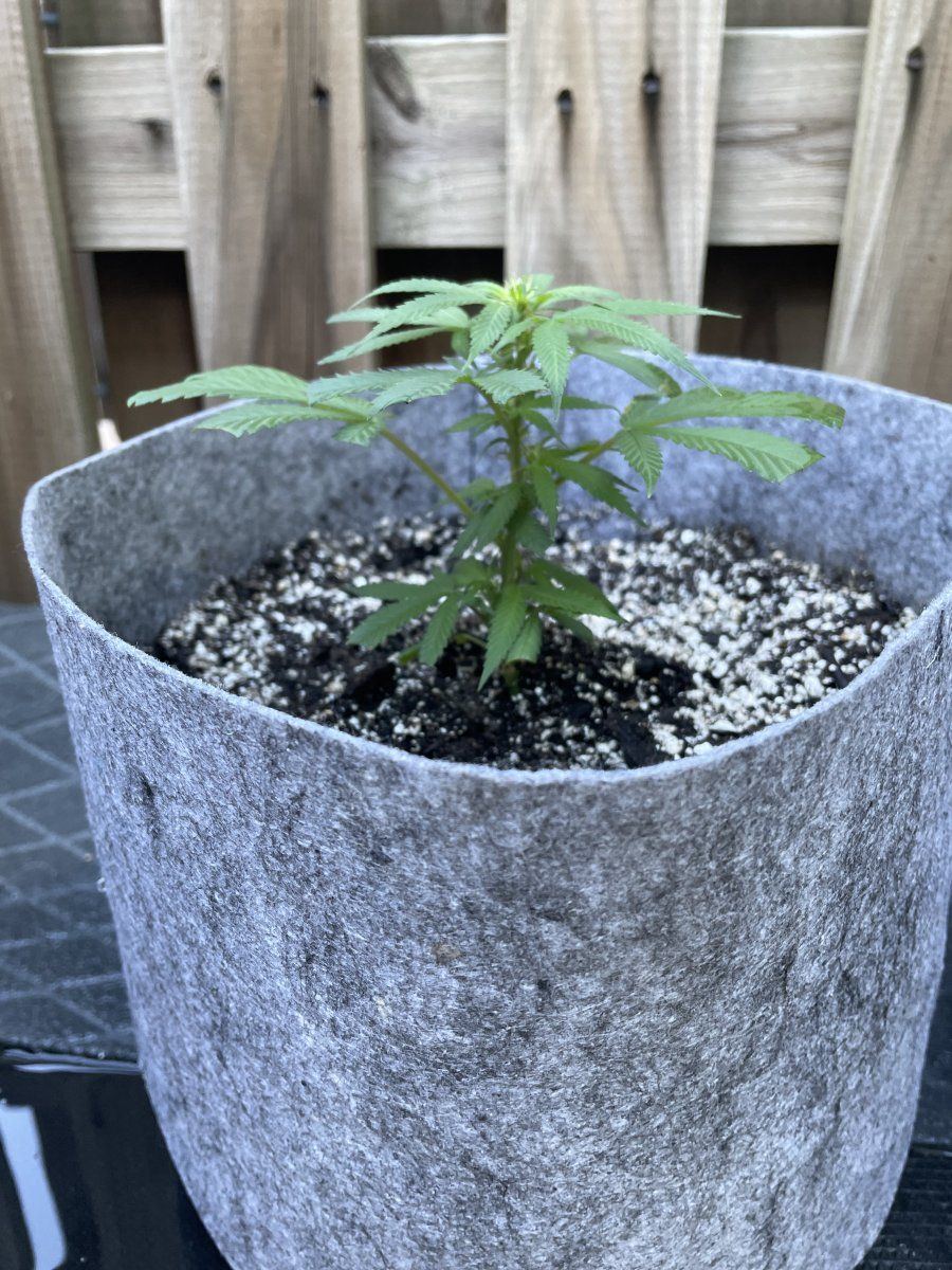 THC Bomb CLONES 09 06 2023 02