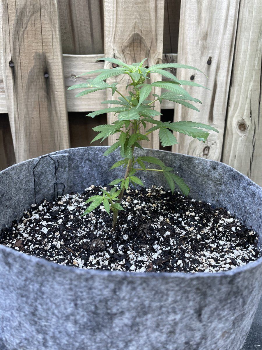 THC Bomb CLONES 09 06 2023 03