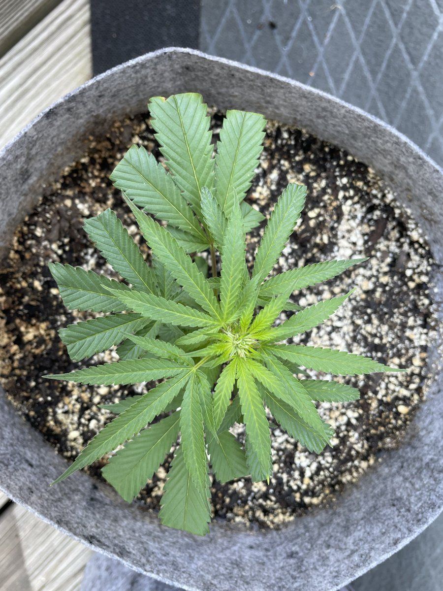 THC Bomb CLONES 09 07 2023 01