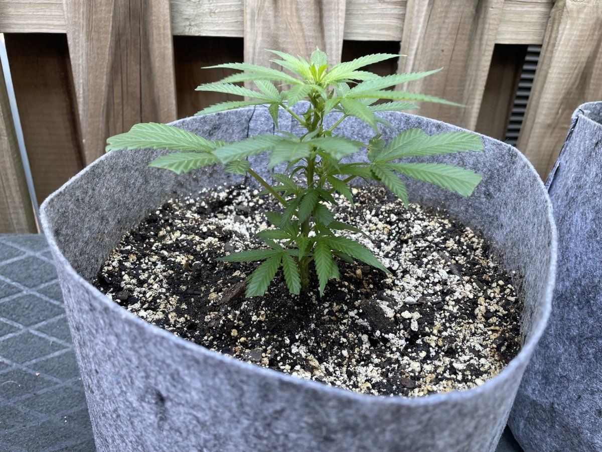 THC Bomb CLONES 09 07 2023 02