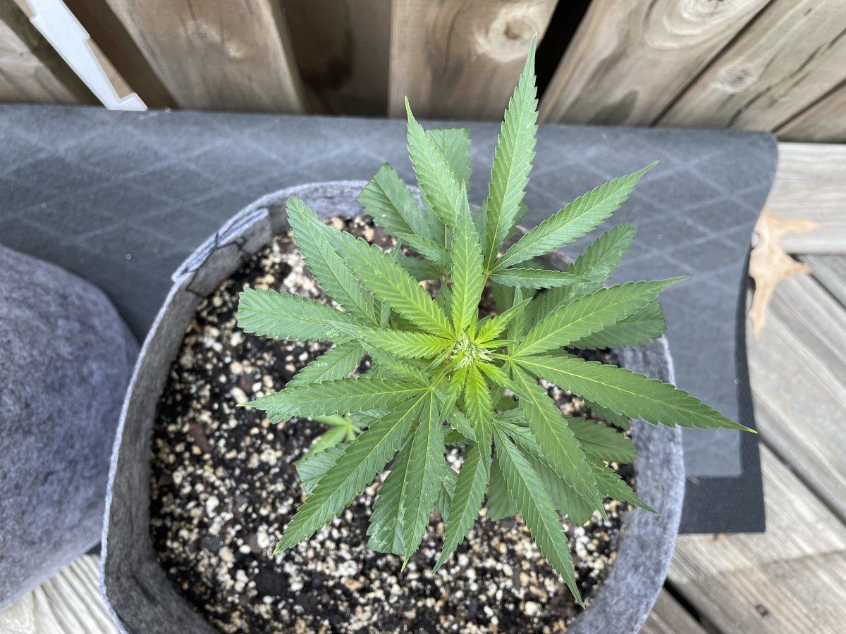 THC Bomb CLONES 09 07 2023 03