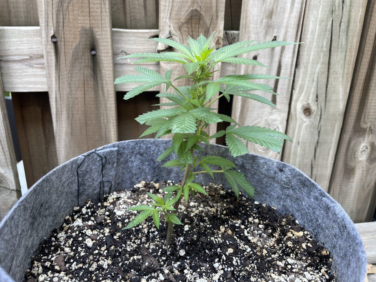 THC Bomb CLONES 09 07 2023 04