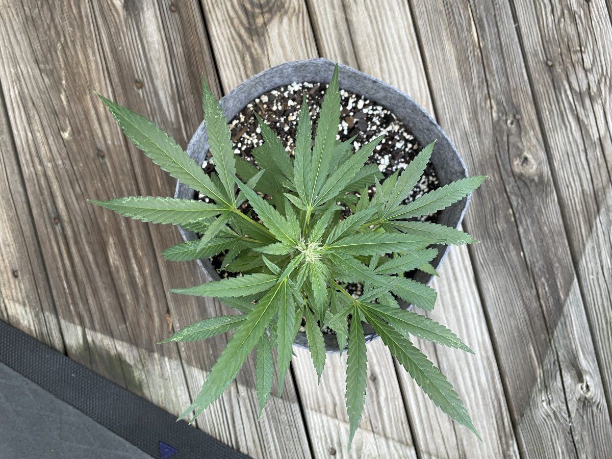 THC Bomb CLONES 09 19 2023 01