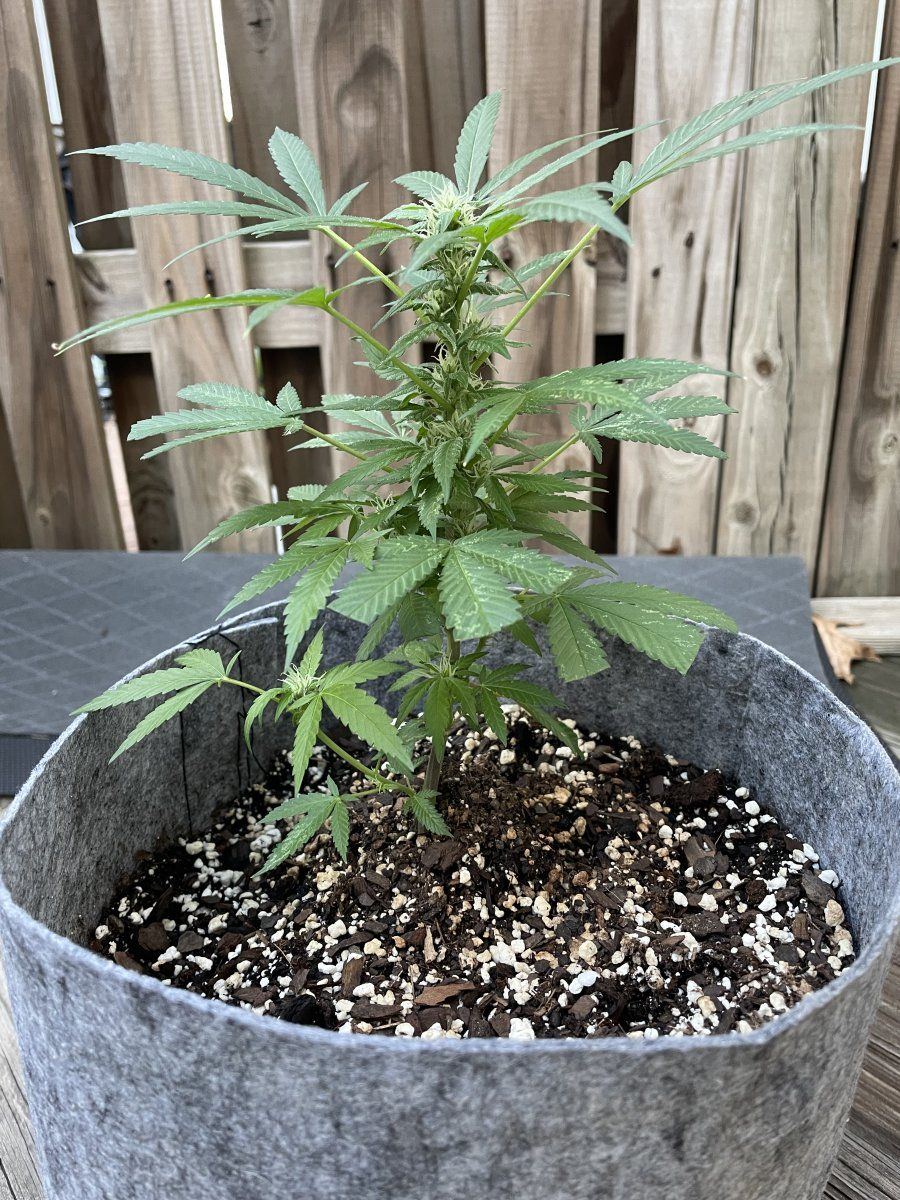 THC Bomb CLONES 09 19 2023 02